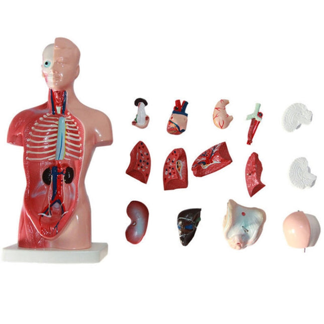 Medical Primary and Secondary Education 26CM Torso Model Human Anatomy Organ Structure Model